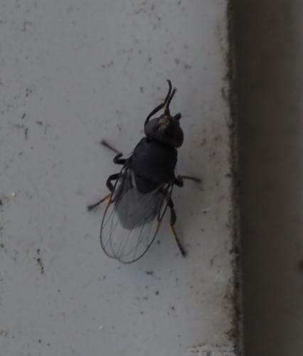 Réf. 270 520 : Polyodaspis sp.